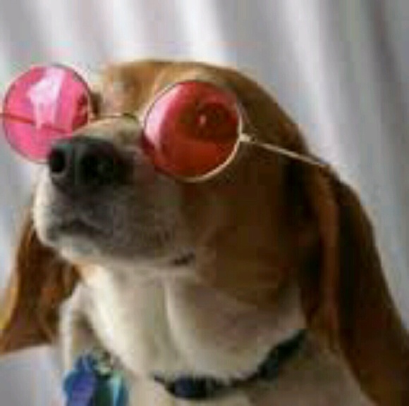 Meet your Posher, Lusa - Picture 1 of 1